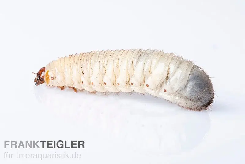 Rosenkäferlarven, Pachnoda marginata, 10 Larven als Lebendfutter