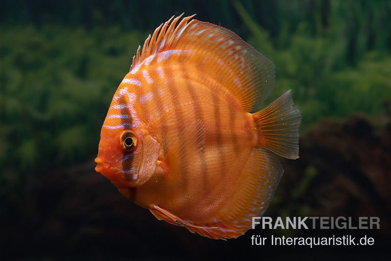 Diskusfisch ASIA-NZ, Symphysodon discus Super Red brown