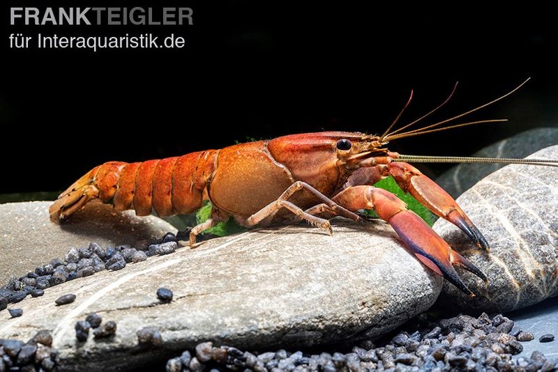 Roter Papuakrebs, Cherax boesemani (Cherax Red Brick), Zufällig ausgewählt