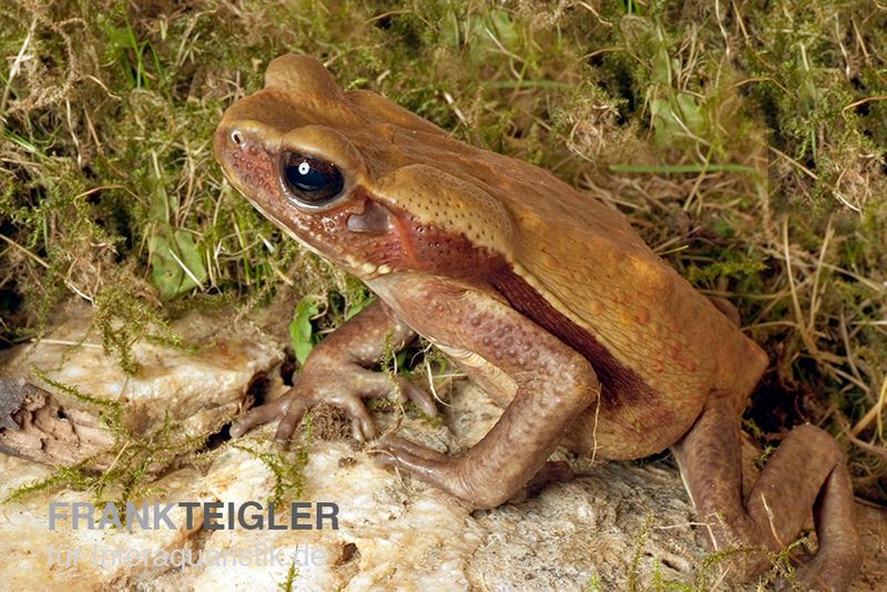 Tropfenkröte, Bufo guttatus