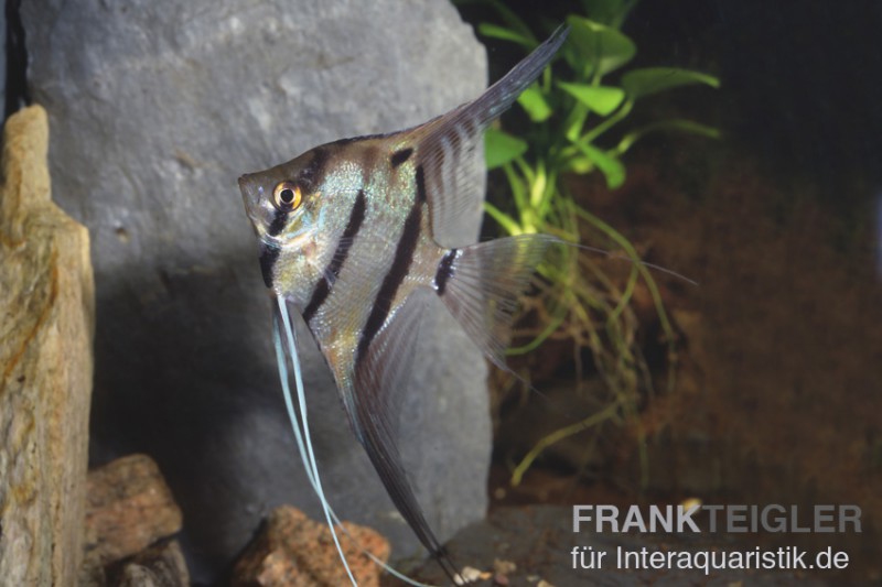 Peru-Altum-Skalar, Pterophyllum cf. scalare peruensis