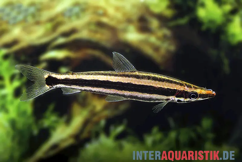 Goldstreifen-Kopfsteher, Anostomus ternetzi