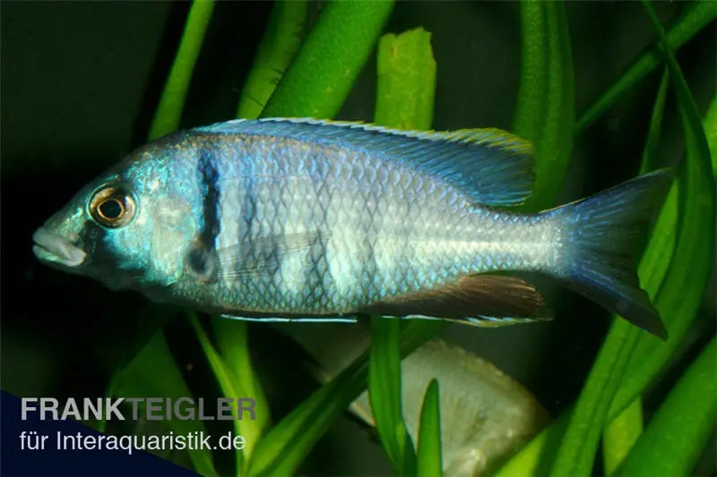 Likomamaulbrüter, Placidochromis electra "Black Face"