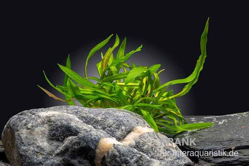 Weißlicher Wasserkelch, Cryptocoryne albida, im Topf