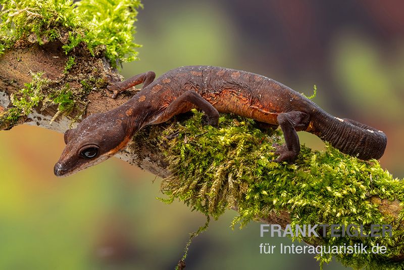 Katzengecko, Aeluroscalabotes felinus