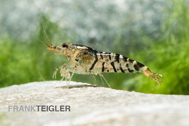 TiBee-Garnele schwarz, Tigerbiene, Caridina spec.