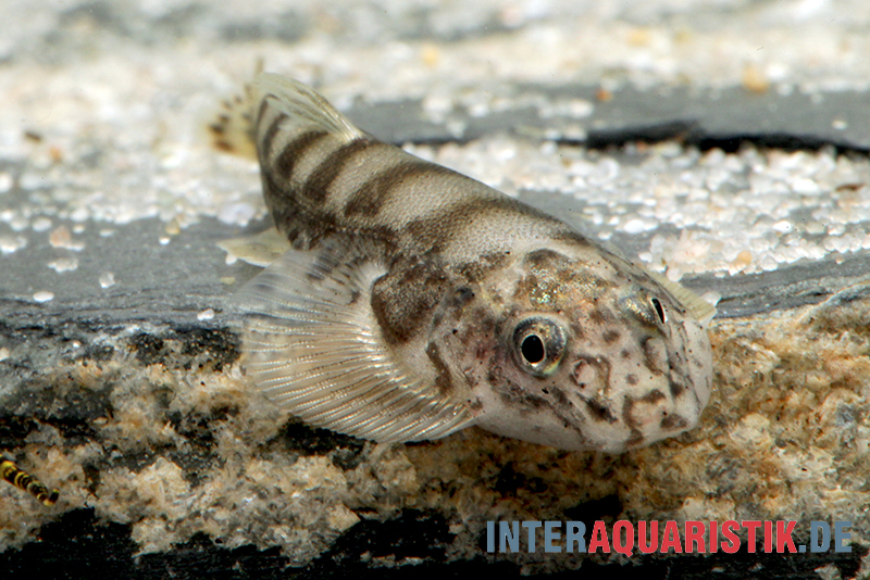 Gestreifter Borneo-Flossensauger, Hypergastromyzon humilis