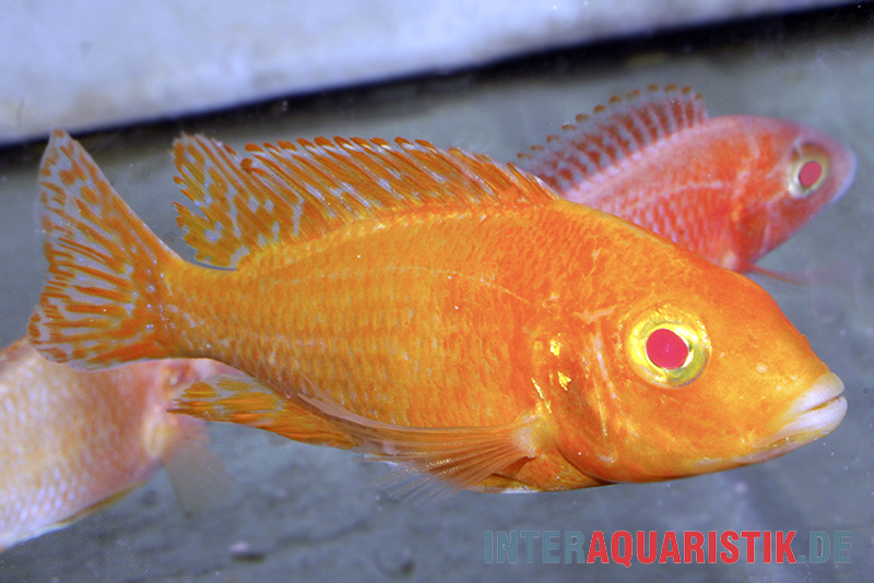 Aulonocara spec. Dragon Blood albino, DNZ