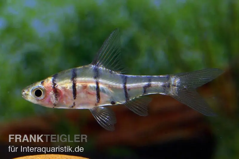 Achtbinden-Trugbarbe, Eirmotus octozona, 2-3 cm