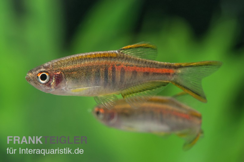 Rubinbärbling, Danio choprae