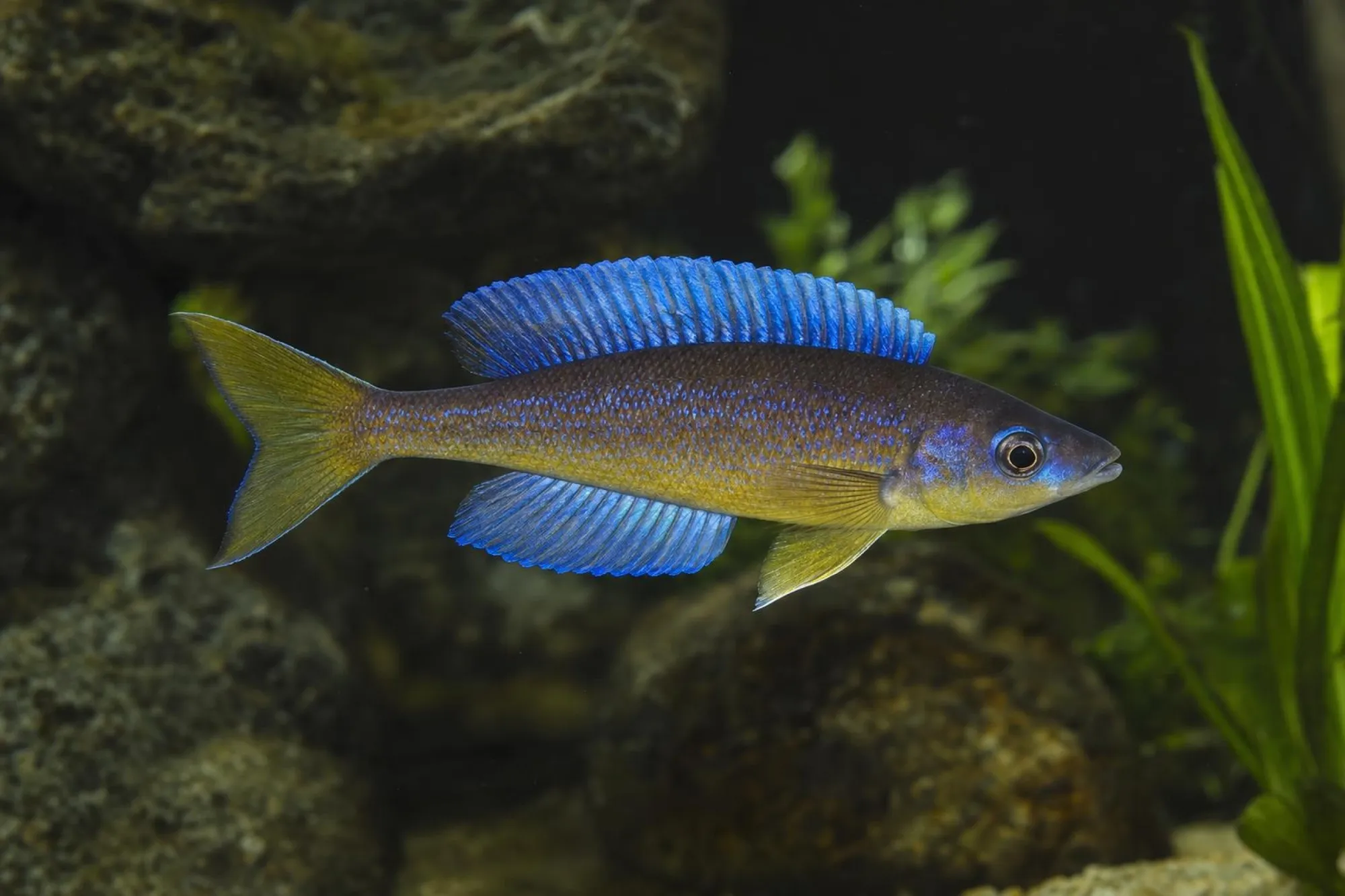 Kleinschuppiger Heringscichlide „Kiriza“, Cyprichromis microlepidotus