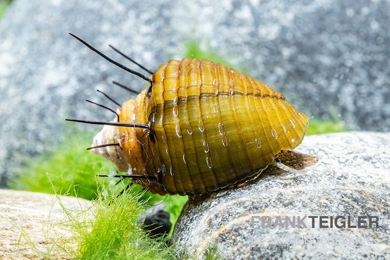 Haarige Turmdeckelschnecke, Thiara cancellata