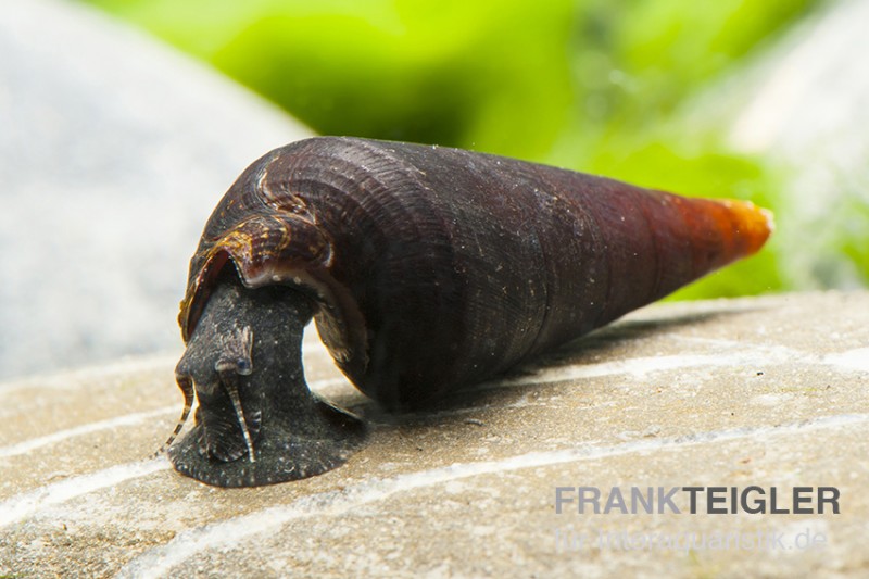 Cappuccino-Turmdeckelschnecke, Faunus sp.