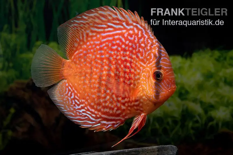 Diskusfisch ASIA-NZ, Symphysodon discus Leopard snakeskin (Red spotted snake)