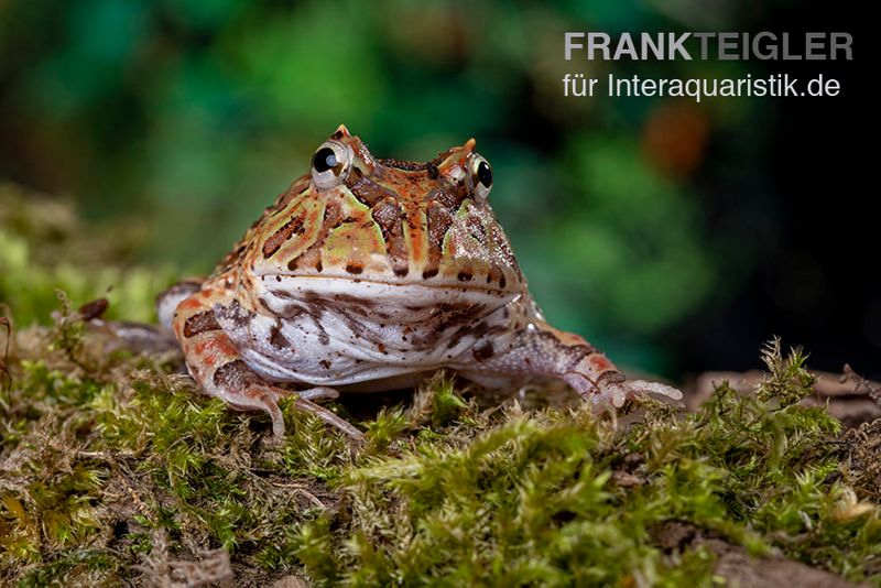 Fantasy Pacman Frog bicolor, Ceratophrys cornuta x Ceratophrys cranwelli