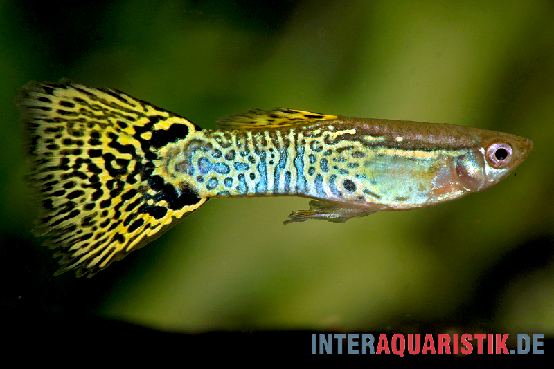 Guppy Cobra grün, Poecilia reticulata, Männchen