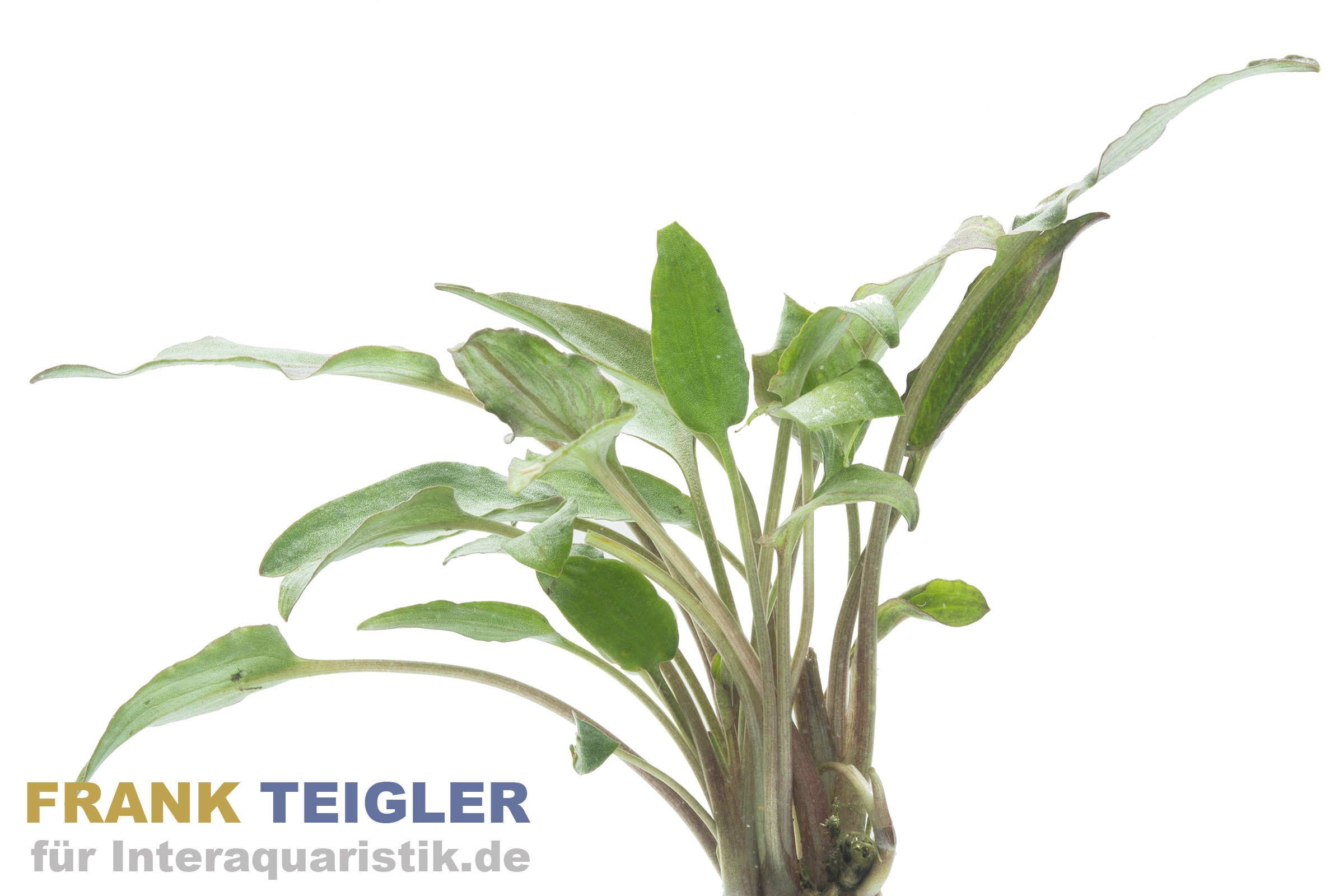 Roter breitblättriger Wasserkelch, Cryptocoryne undulatus red, im Topf