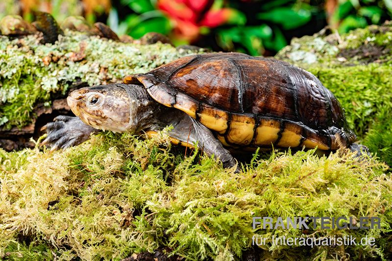 Skorpions-Klappschildkröte, Kinosternon scorpioides