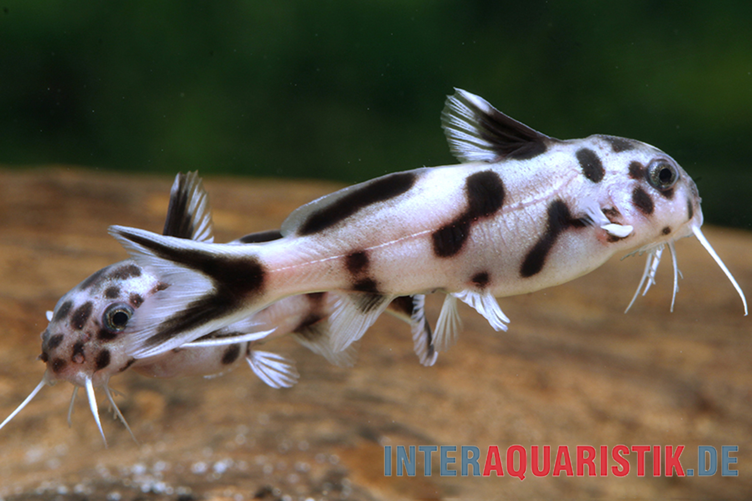 Weißer Wels mit schwarzen Flecken, Nahaufnahme