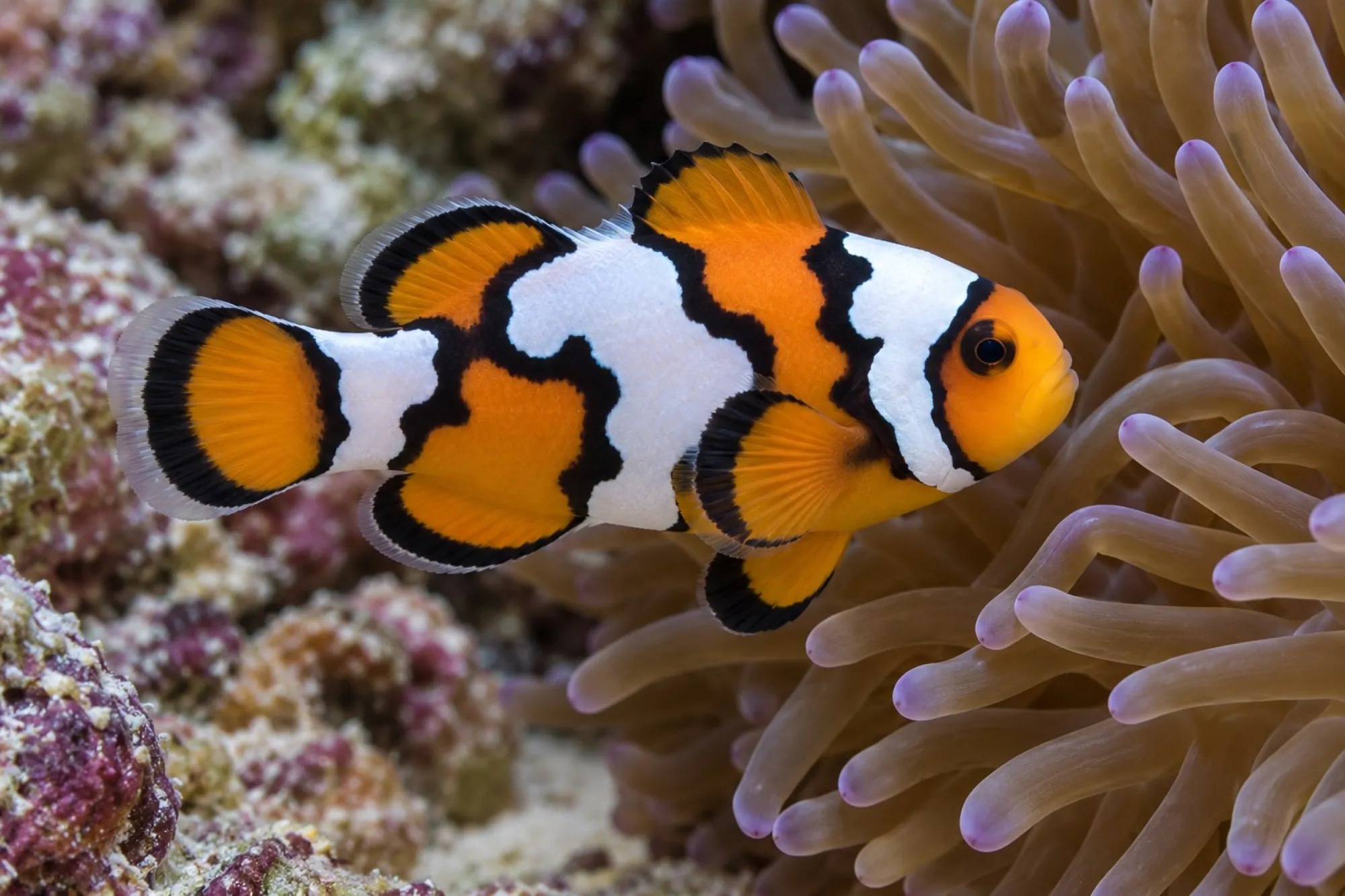 Ocellaris-Clownfisch „Black Ice Snowflake“ Nachzucht, Amphiprion ocellaris