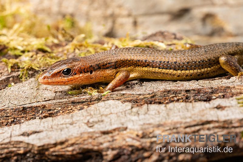 Senegal Mabuya, Trachylepis affinis