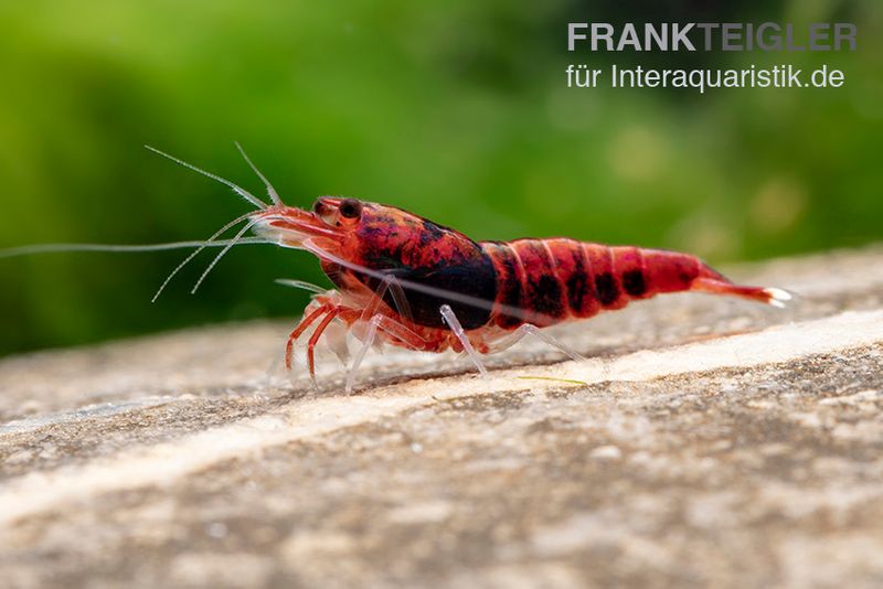 Extreme Red King Kong Garnele, Caridina spec. Extreme Red King Kong (Taiwan Bee)