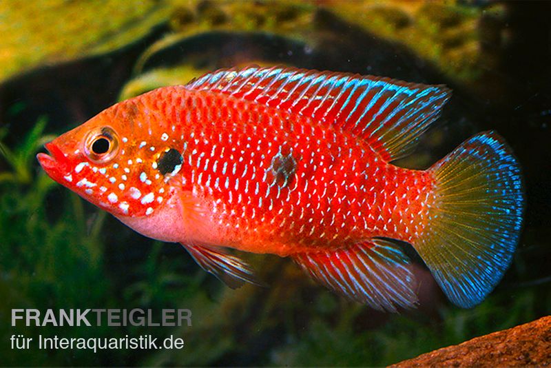 Roter Buntbarsch, Hemichromis stellifer sp. "Gabun"