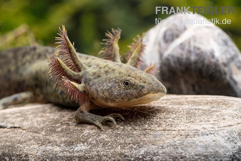 Axolotl naturfarben, Ambystoma mexicanum