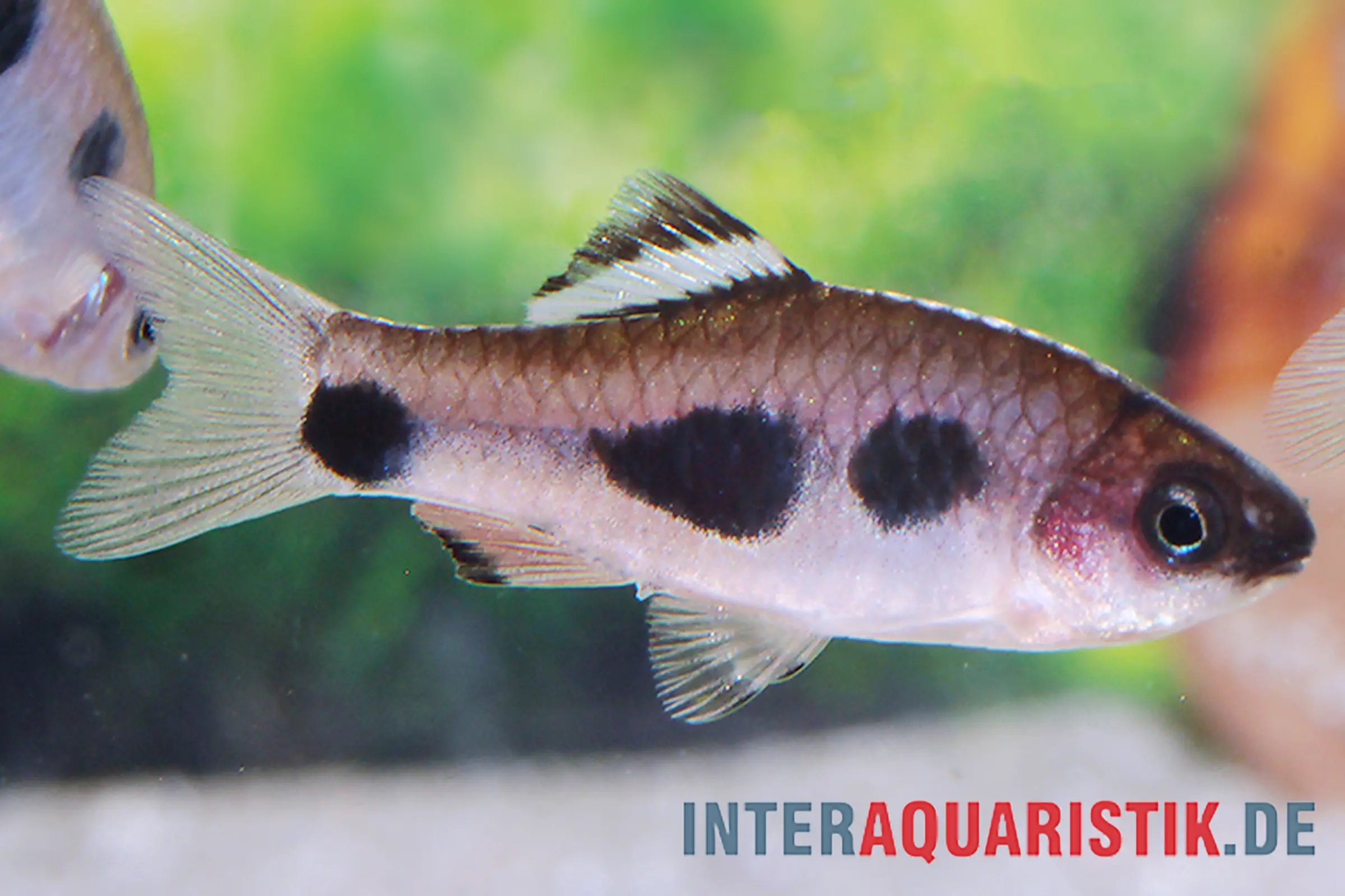 Kongo-Fleckbarbe, Enteromius candens