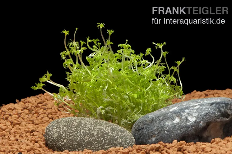 Kleine Ambulia, Limnophila sessiliflora, Bund