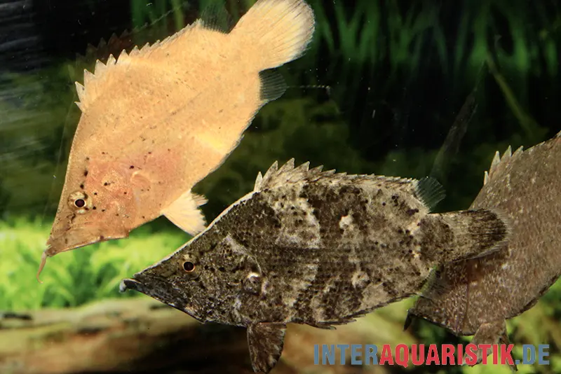 Blattfisch, Monocirrhus polyacanthus, 6-7 cm