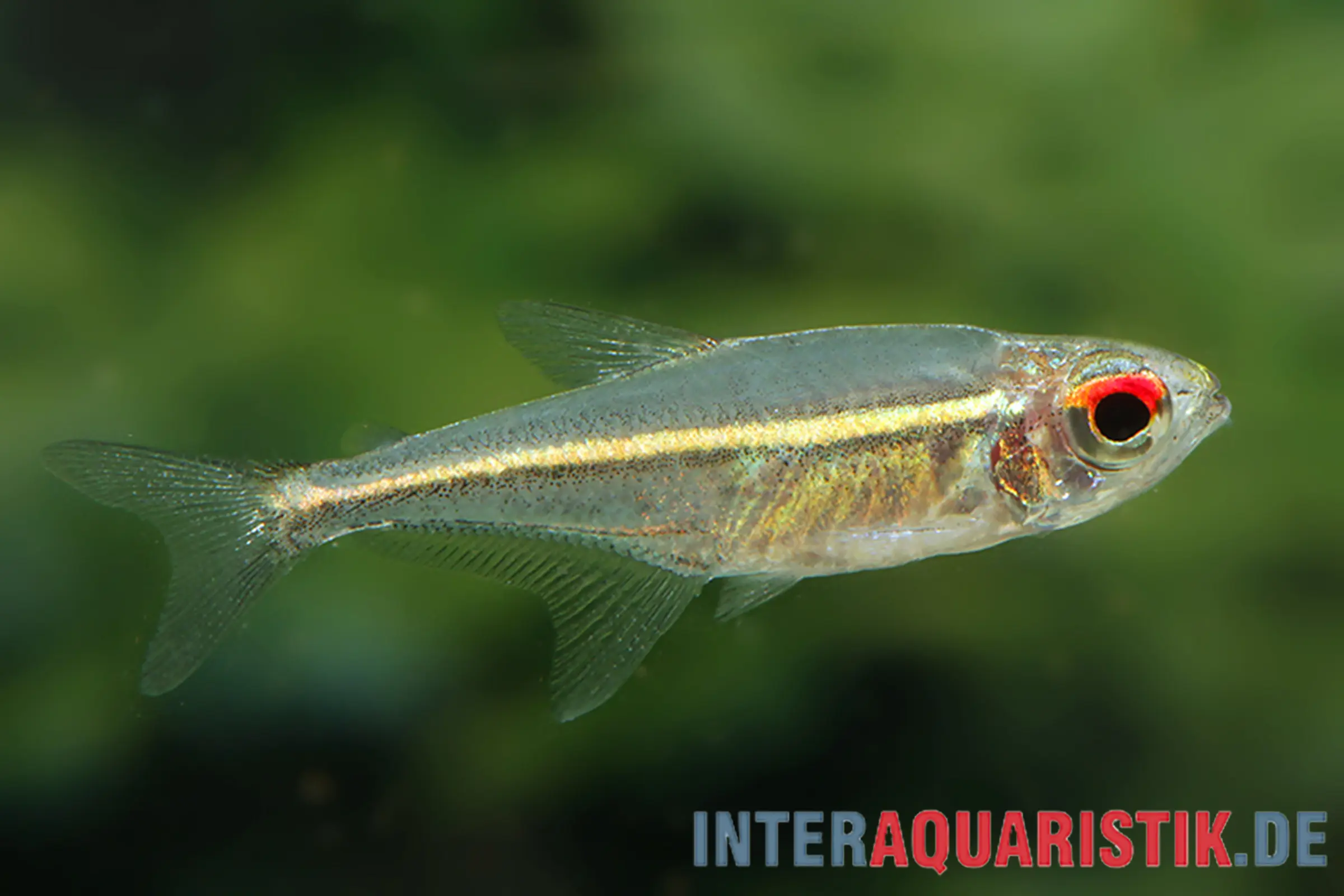 Goethes Harnischsalmler, Hoplocharax goethei