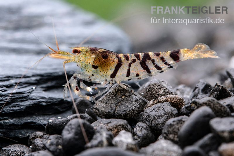 Tigergarnele, Caridina cantonensis Tiger