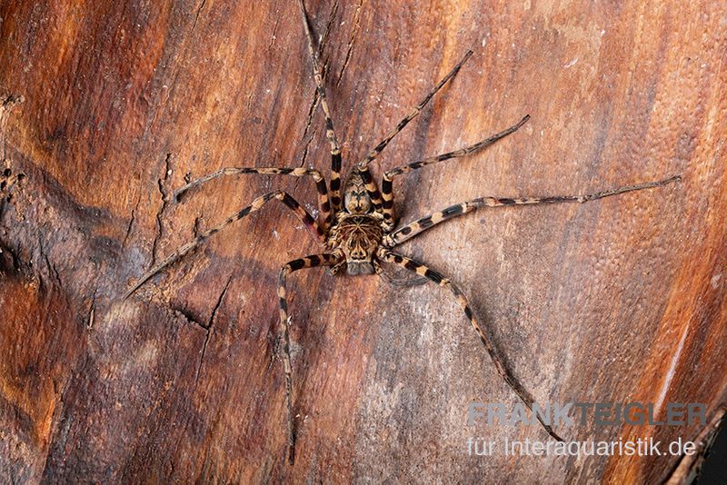 Riesenkrabbenspinne, Heteropoda cf. Maxima