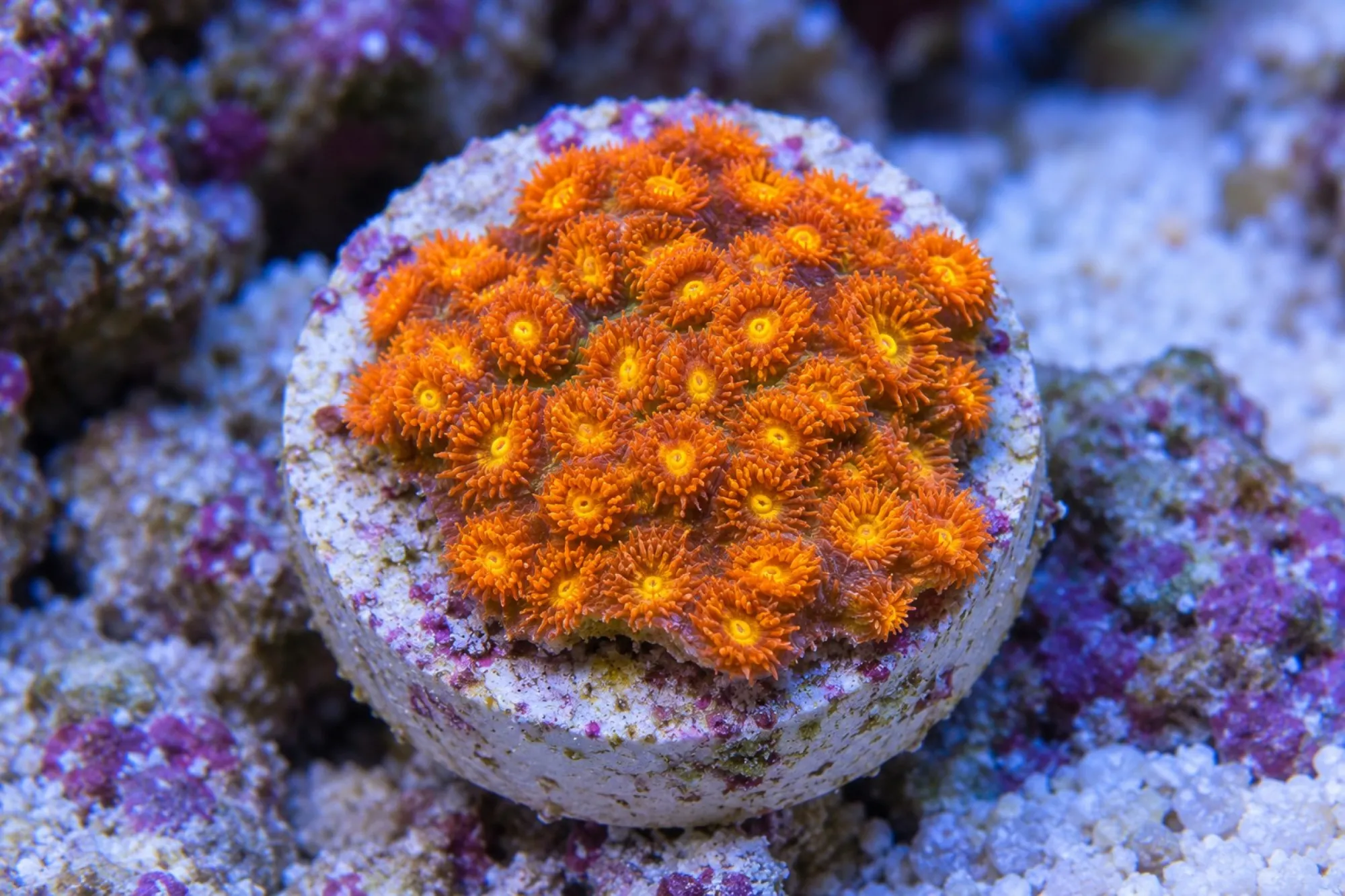 Krustenkoralle „Burning Ember“ (Nachzucht), Leptastrea spec., Größe S–M