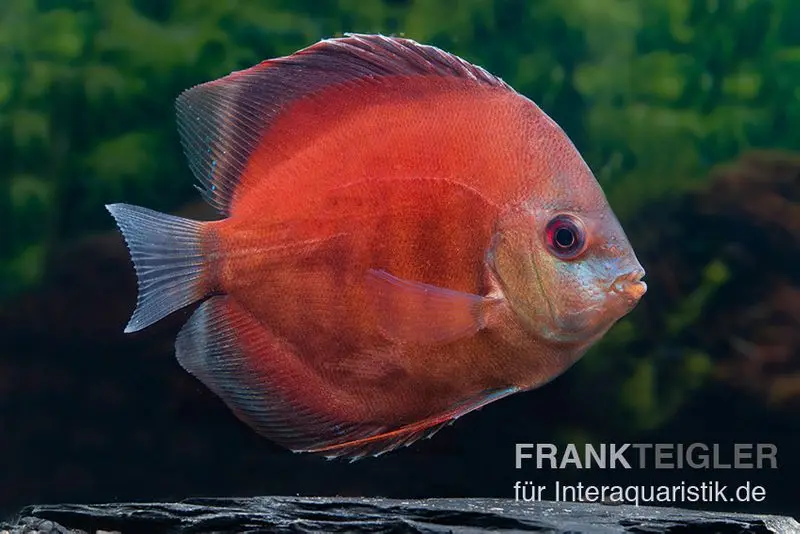 Diskusfisch ASIA-NZ, Symphysodon discus Tomato