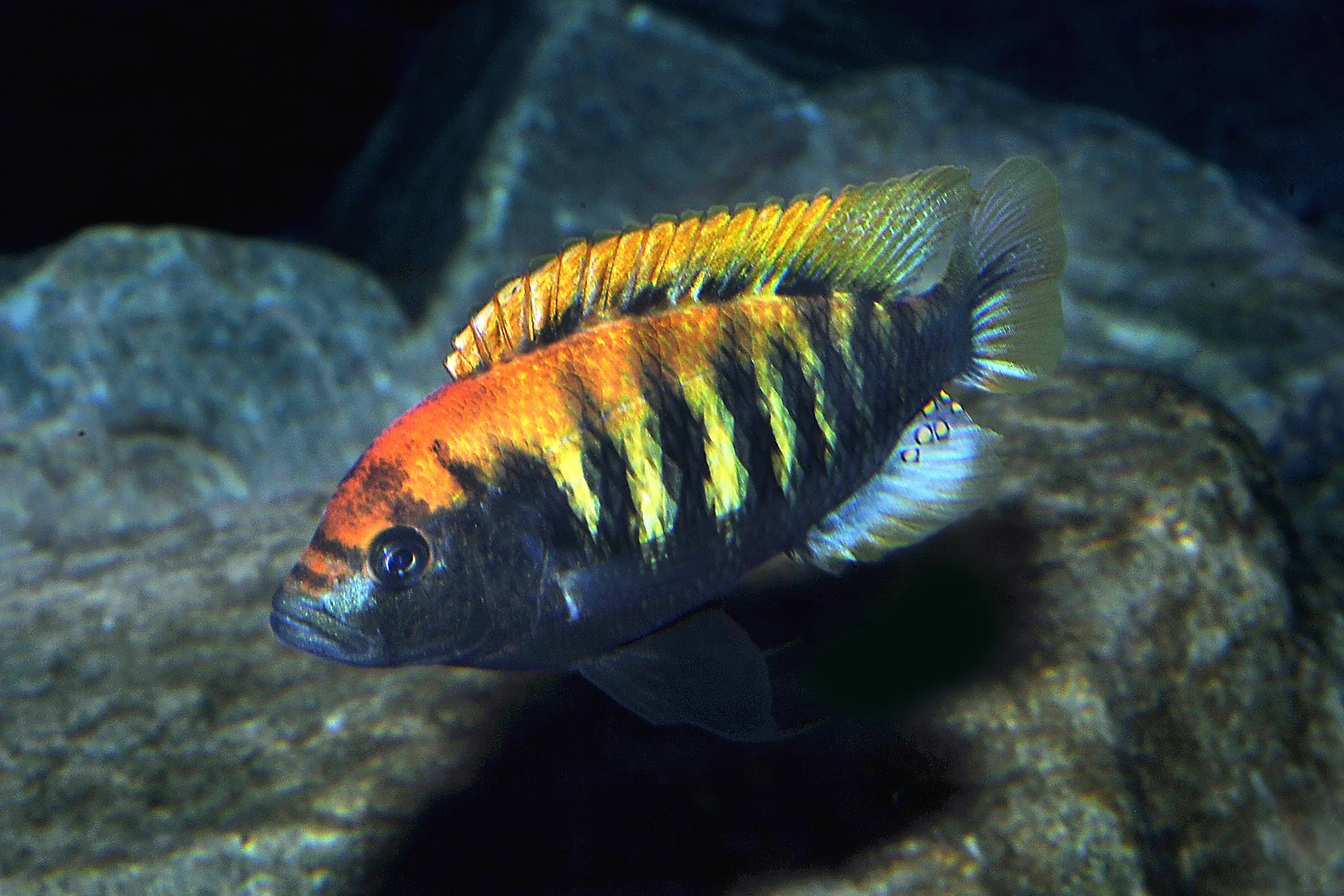 Nyereres Viktoriabuntbarsch, Haplochromis nyererei, NZ, 4-5 cm