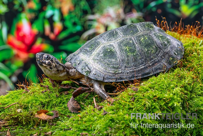 Rückenstreifen-Pelomedusenschildkröte, Pelusios gabonensis