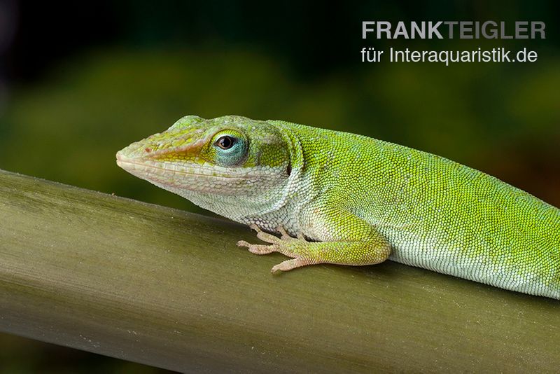 Rotkehlanolis, Anolis carolinensis, Ohne Geschlechtsauswahl