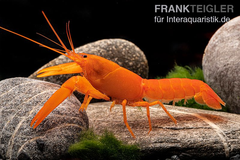 Superorangener Aprikosenkrebs, Cherax cf. holthuisi, Zufällig ausgewählt