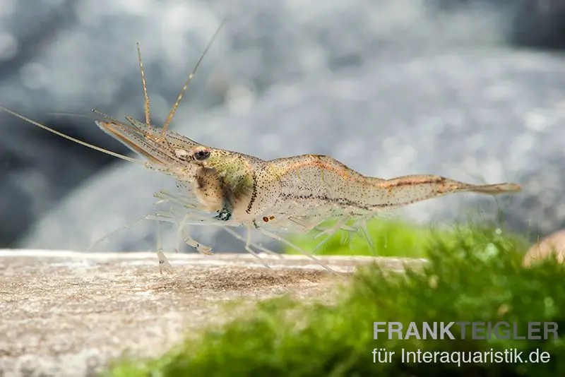 Nigerianische Schwebegarnele, Desmocaris trispinosa