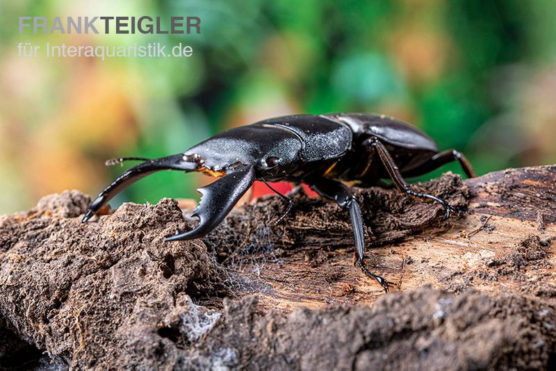 Sumatra-Panzerkopfkäfer, Dorcus titanus sumatra, weiblich