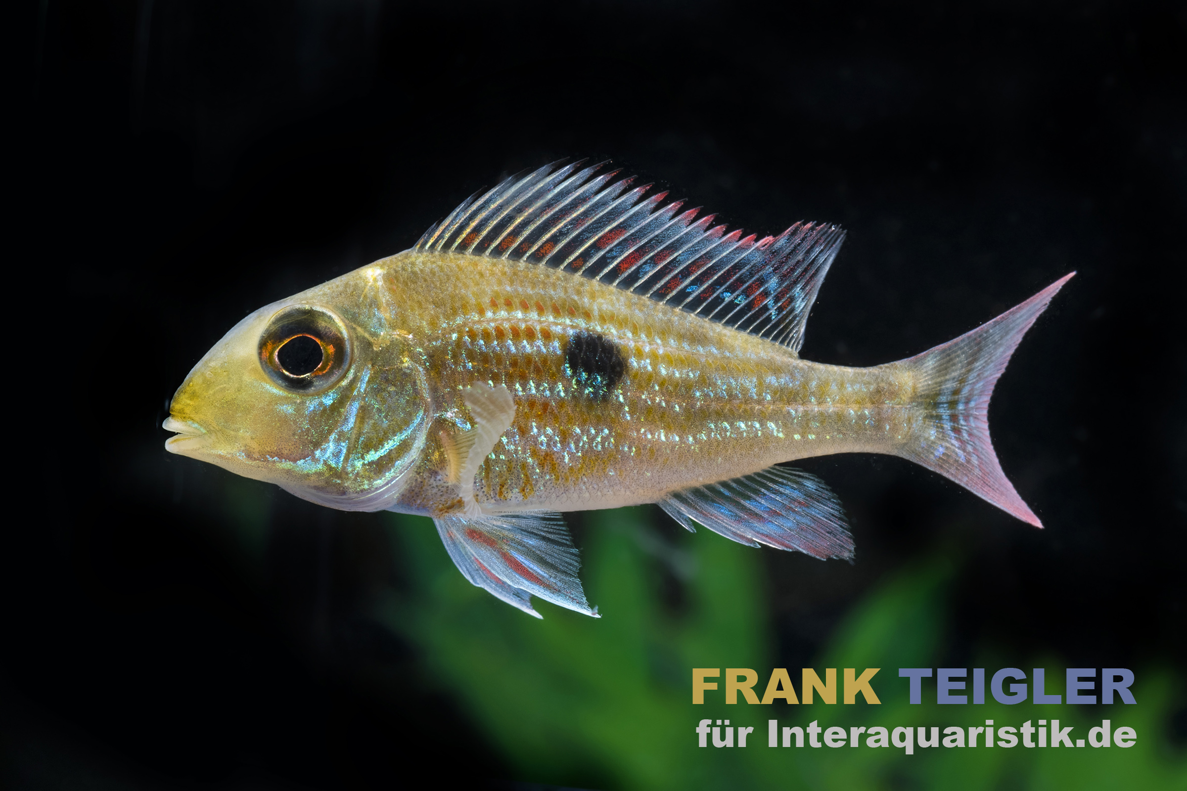 Svenis Erdfresser, Geophagus sveni, 5-6 cm