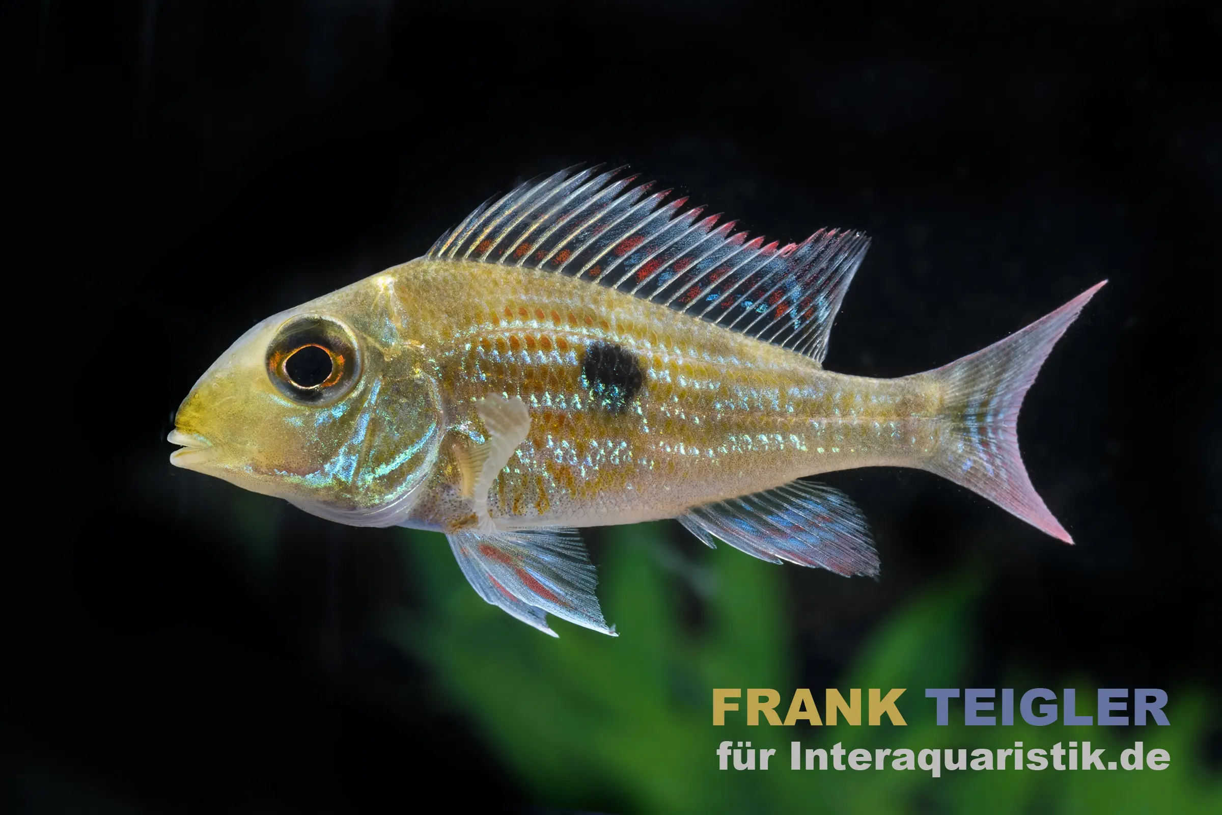 Svenis Erdfresser, Geophagus sveni, 5-6 cm