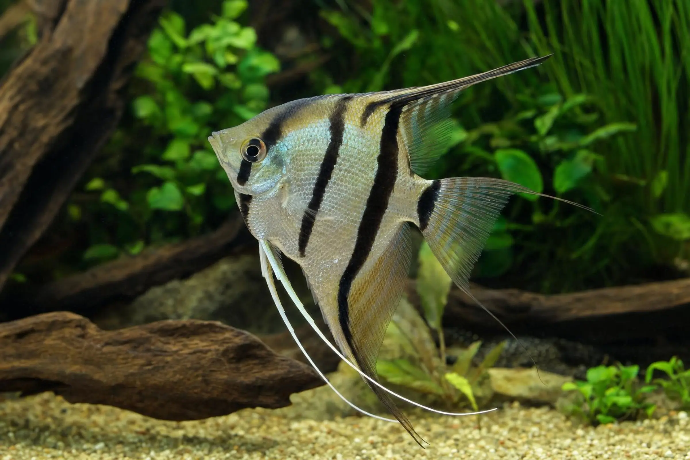 Rio Nanay Peru Skalar, Pterophyllum scalare "Rio Nanay"