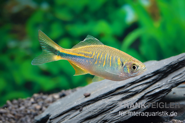 Türkisbärbling, Danio devario