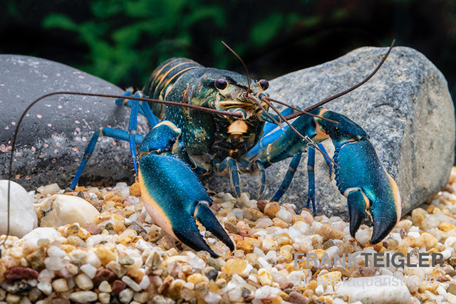 Dunkelblauer Krebs Variante II, Cherax sp. "Blue Moon Type II", Paar (1 Männchen + 1 Weibchen)