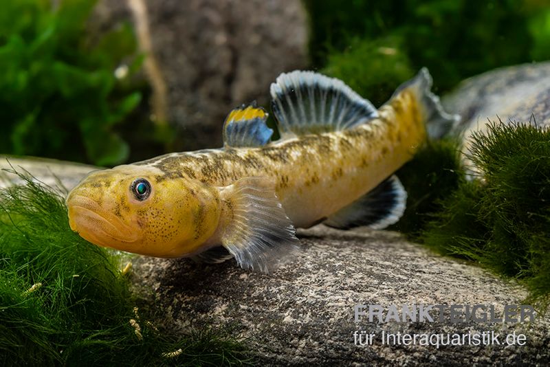 Australische Wüstengrundel, Chlamydogobius eremius