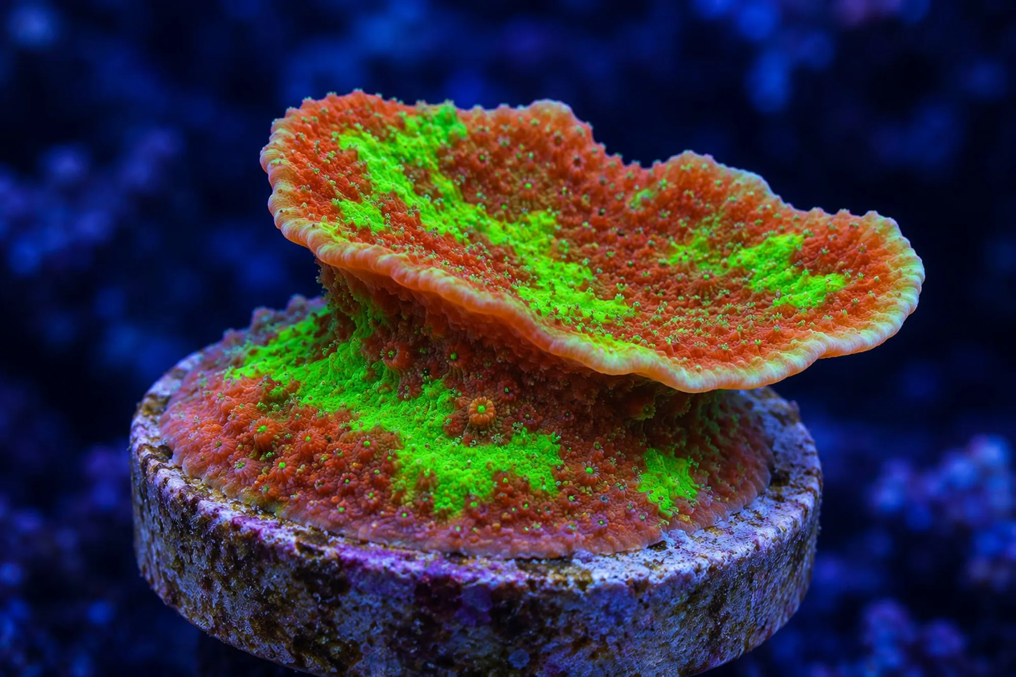 Montipora-Steinkoralle „Grafted“ (Nachzucht), Montipora spec., Größe S–M