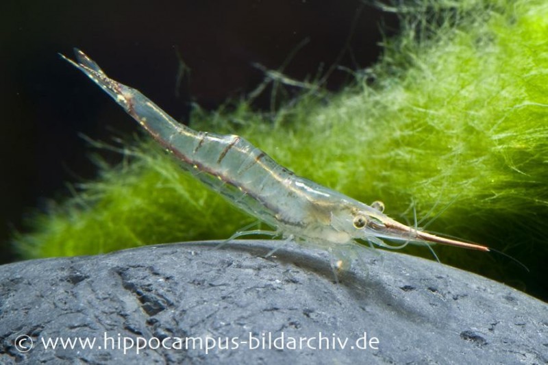 Rote Nashorngarnele, Caridina gracilirostris